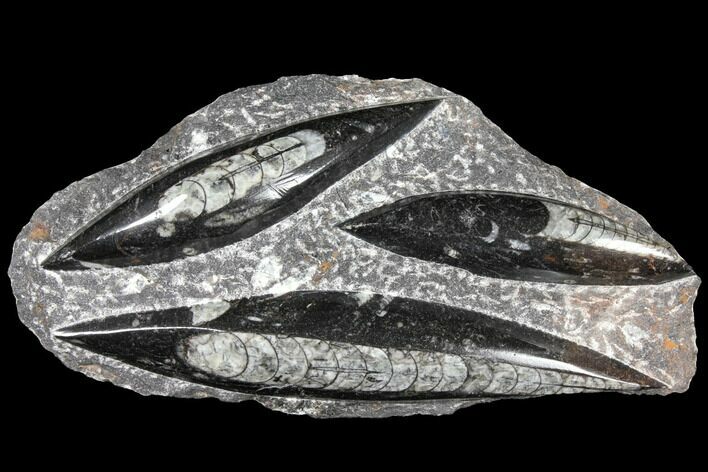 Polished Fossil Orthoceras (Cephalopod) Plate - Morocco #127730
